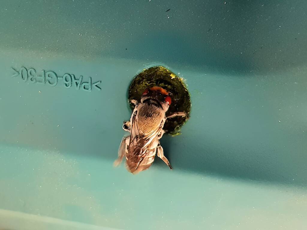 Megachile aurifrons vs Makita (Native bee vs Makita), Alice Springs NT