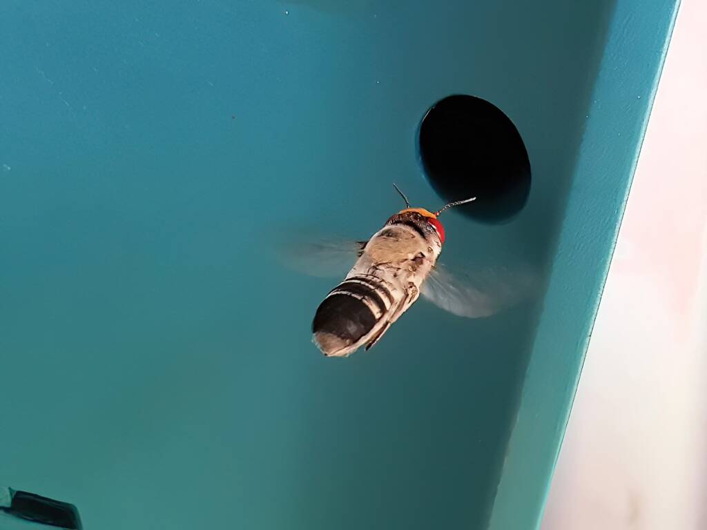 Megachile aurifrons vs Makita (Native bee vs Makita), Alice Springs NT