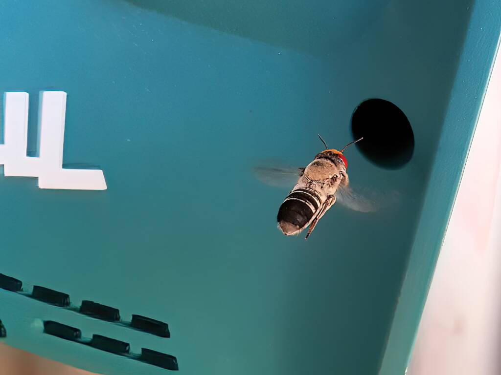 Megachile aurifrons vs Makita (Native bee vs Makita), Alice Springs NT