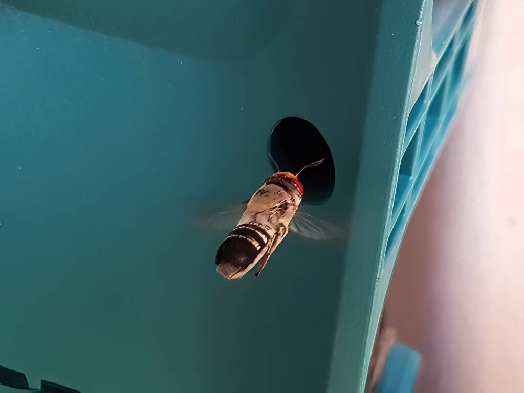 Megachile aurifrons vs Makita (Native bee vs Makita), Alice Springs NT