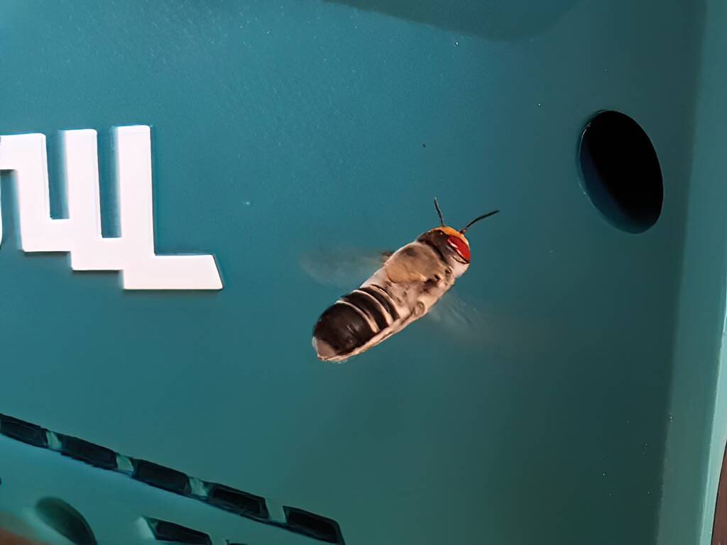 Megachile aurifrons vs Makita (Native bee vs Makita), Alice Springs NT