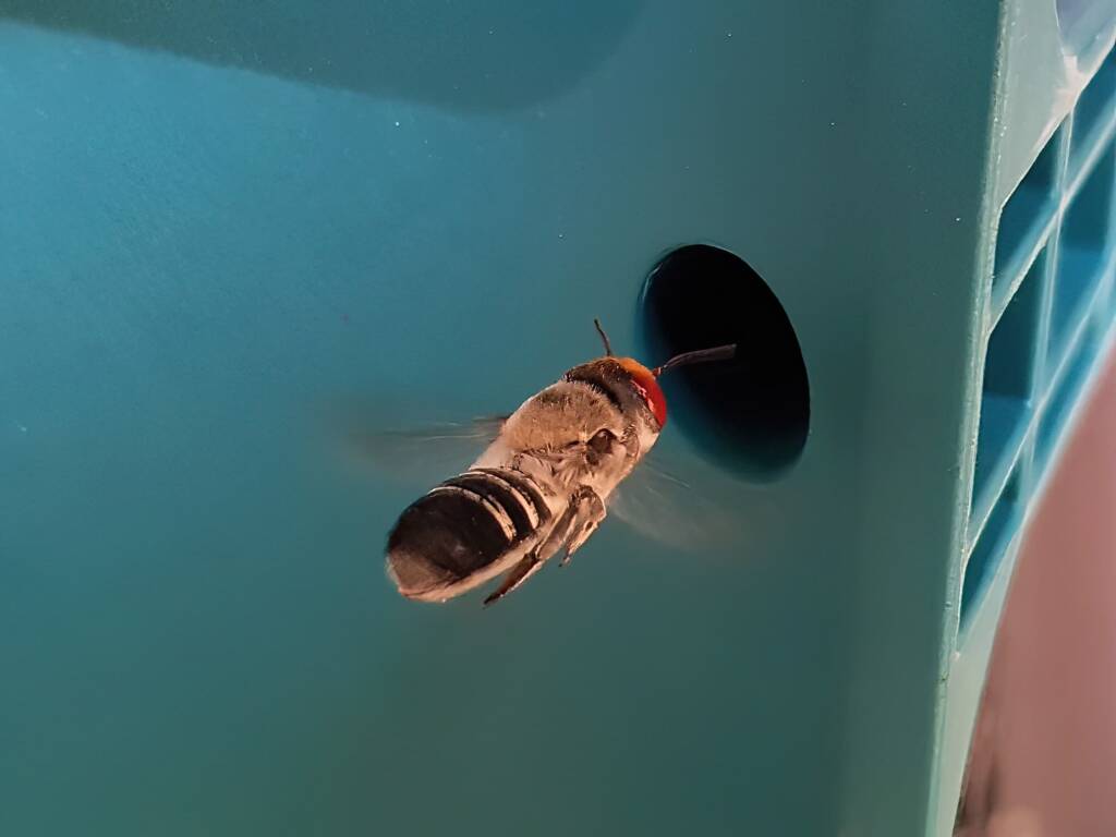 Megachile aurifrons vs Makita (Native bee vs Makita), Alice Springs NT