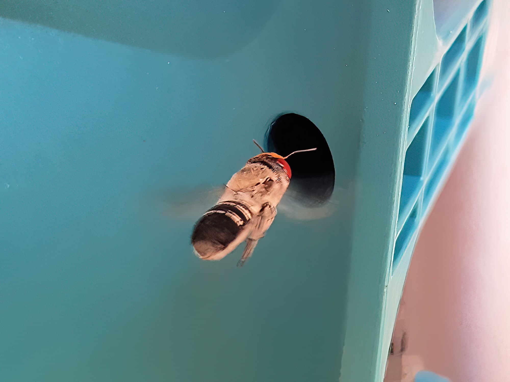 Megachile aurifrons vs Makita (Native bee vs Makita), Alice Springs NT