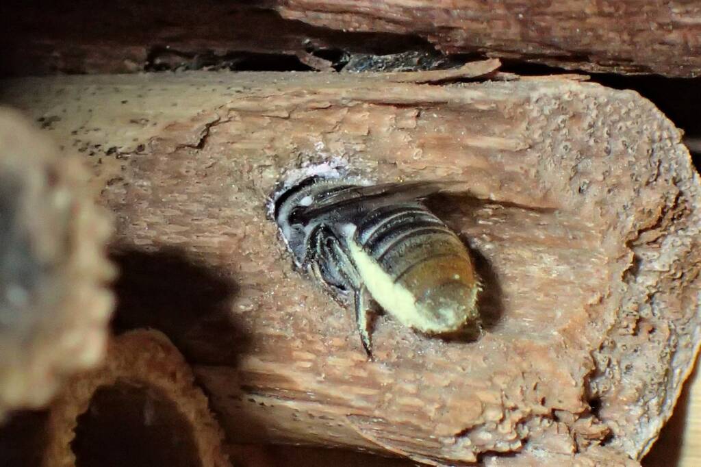Megachile "asoc" bees © Gary Taylor