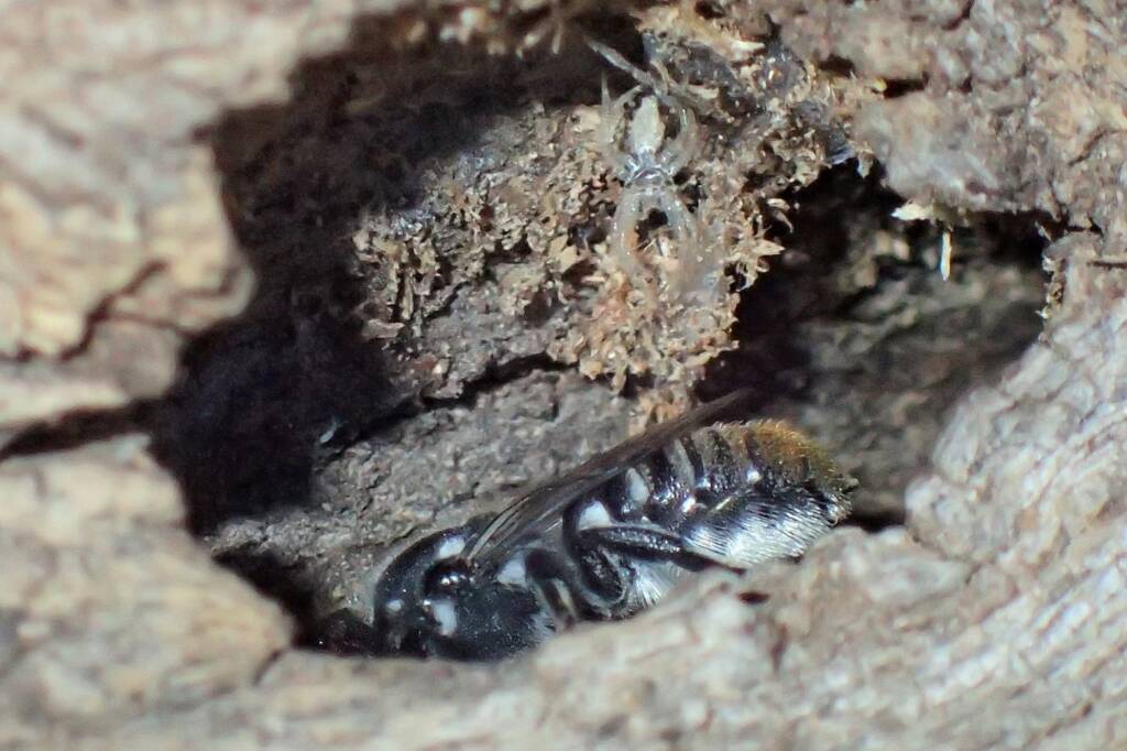 Megachile "asoc" bees © Gary Taylor