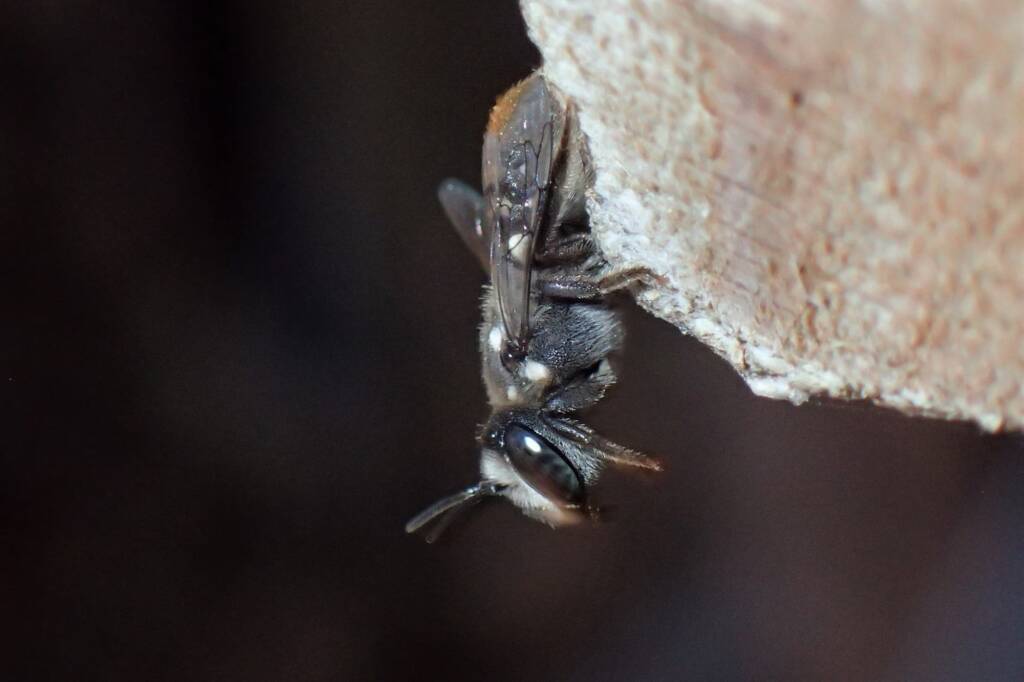 Megachile "asoc" bees © Gary Taylor