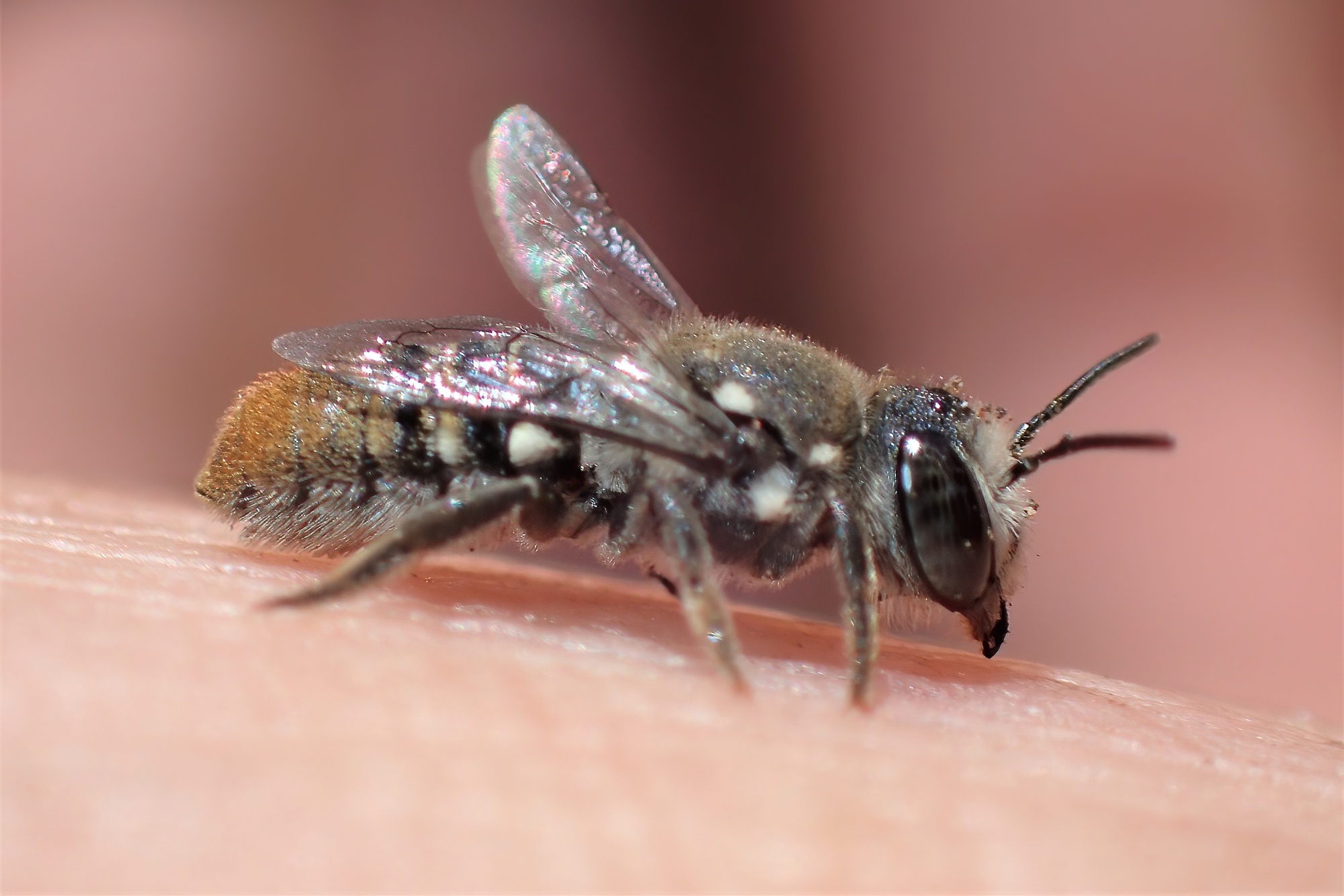 Megachile “asoc” bees