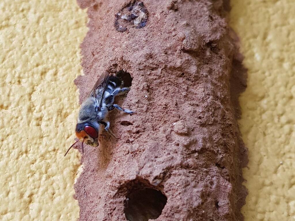 Megachile aurifrons (Golden-browed Resin Bee), Alice Springs, NT