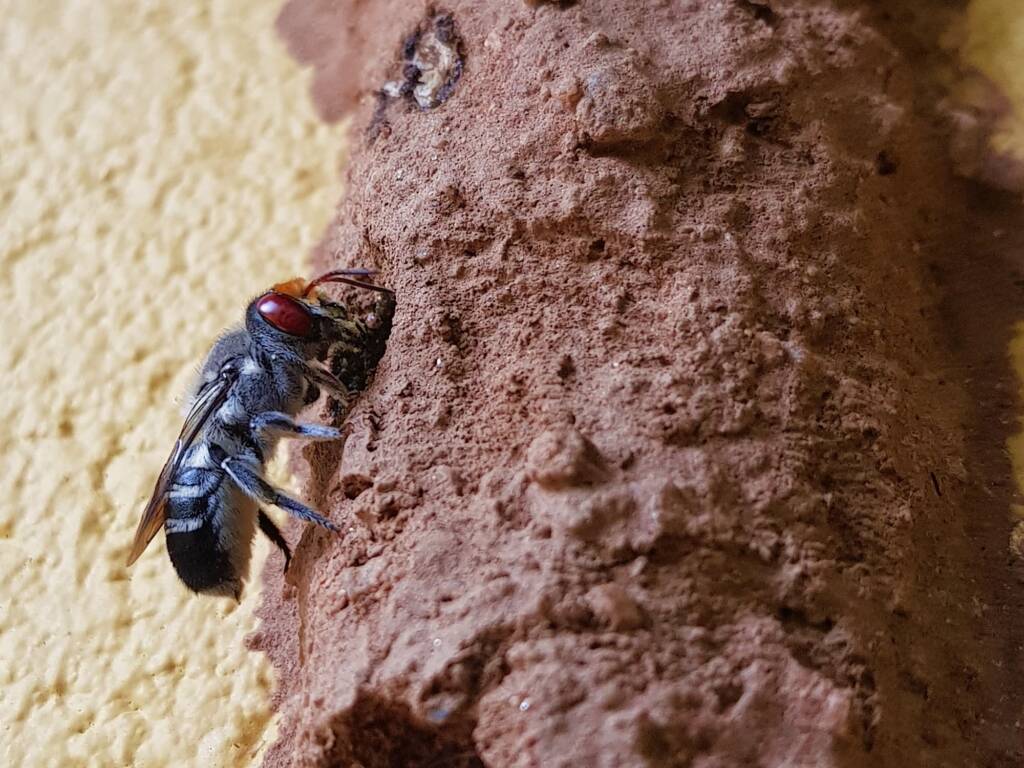 Megachile aurifrons (Golden-browed Resin Bee), Alice Springs, NT