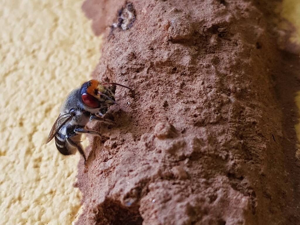 Megachile aurifrons (Golden-browed Resin Bee), Alice Springs, NT