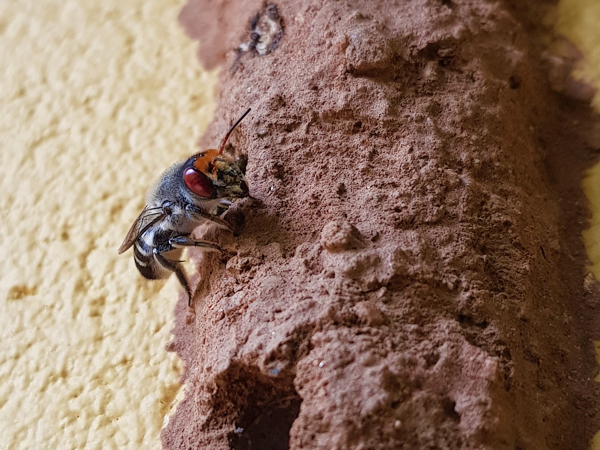 Megachile aurifrons (Golden-browed Resin Bee), Alice Springs, NT