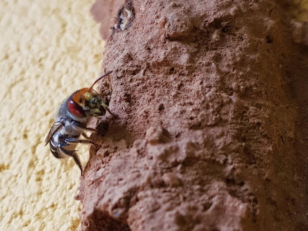 Megachile aurifrons (Golden-browed Resin Bee), Alice Springs, NT