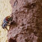 Megachile aurifrons (Golden-browed Resin Bee), Alice Springs, NT