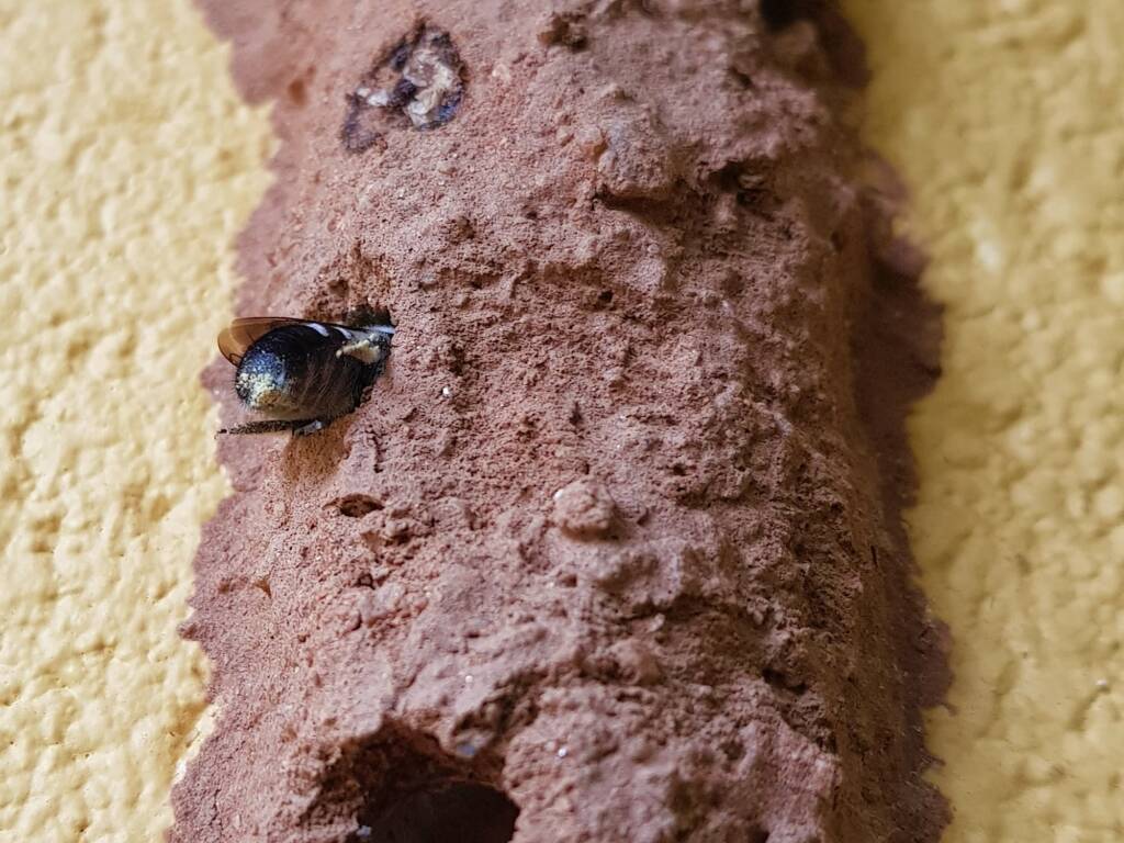 Megachile aurifrons (Golden-browed Resin Bee), Alice Springs, NT