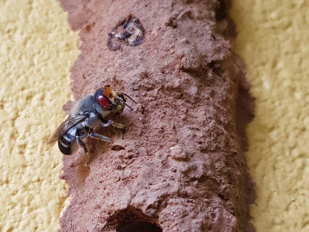 Megachile aurifrons (Golden-browed Resin Bee), Alice Springs, NT