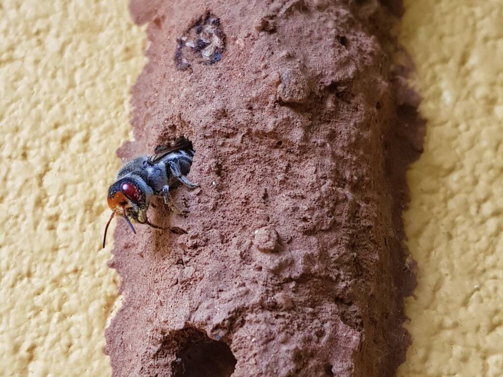 Megachile aurifrons (Golden-browed Resin Bee), Alice Springs, NT
