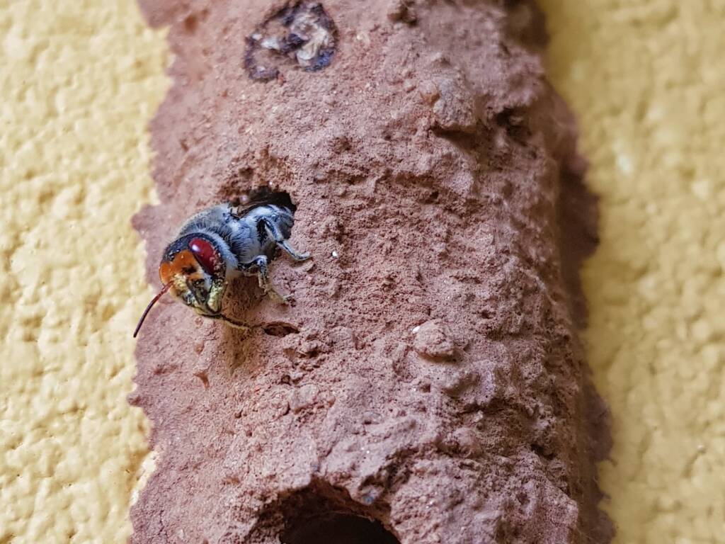 Megachile aurifrons (Golden-browed Resin Bee), Alice Springs, NT
