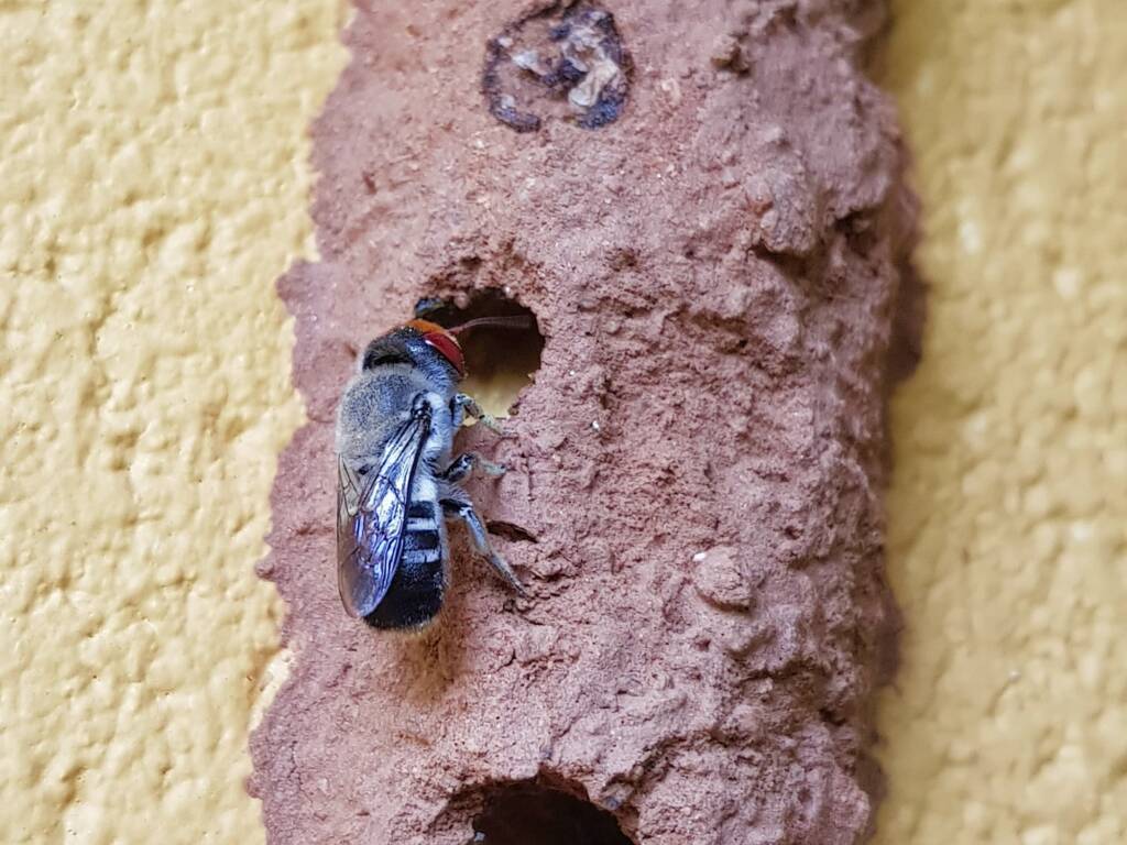 Megachile aurifrons (Golden-browed Resin Bee), Alice Springs, NT