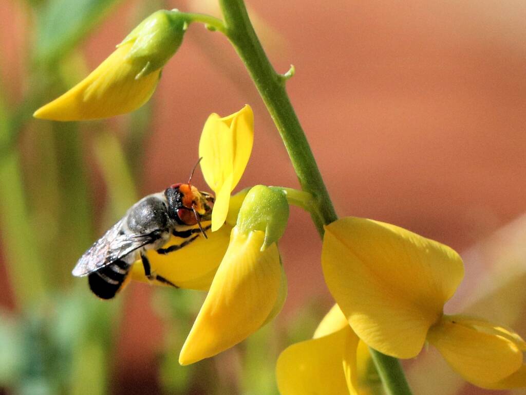 Megachile aurifrons (Golden-browed Resin Bee), Maryvale Road, Central Australia NT