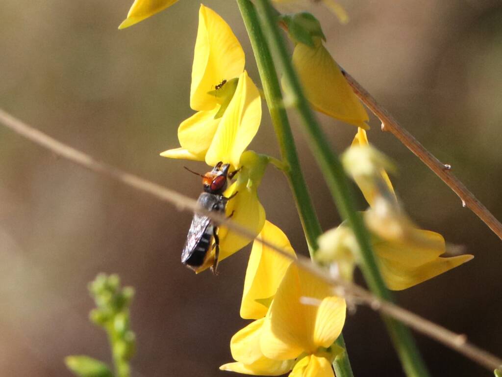 Megachile aurifrons (Golden-browed Resin Bee), Maryvale Road, Central Australia NT