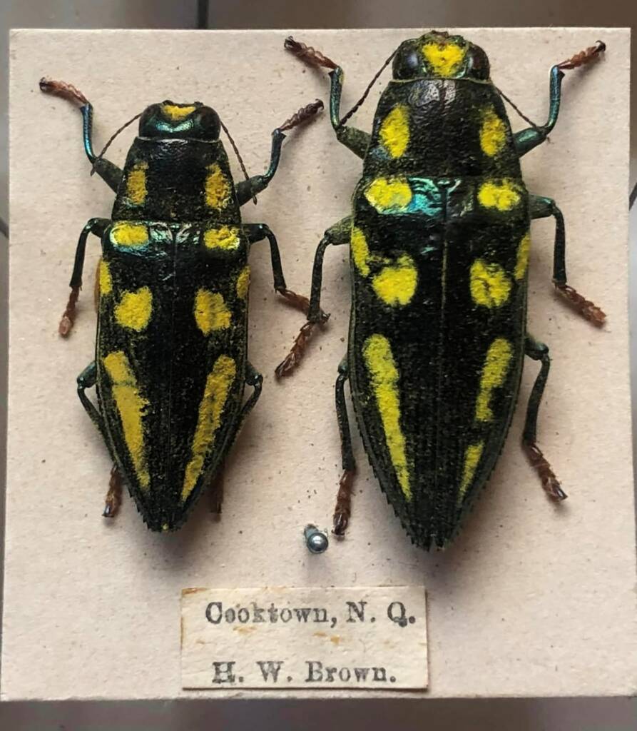 Metataenia aurofoveata, Cooktown Nth QLD © H. W. Brown