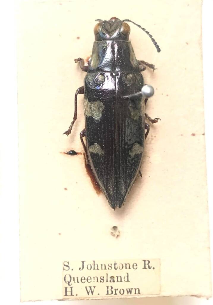 Metataenia meeki, QLD © H. W. Brown