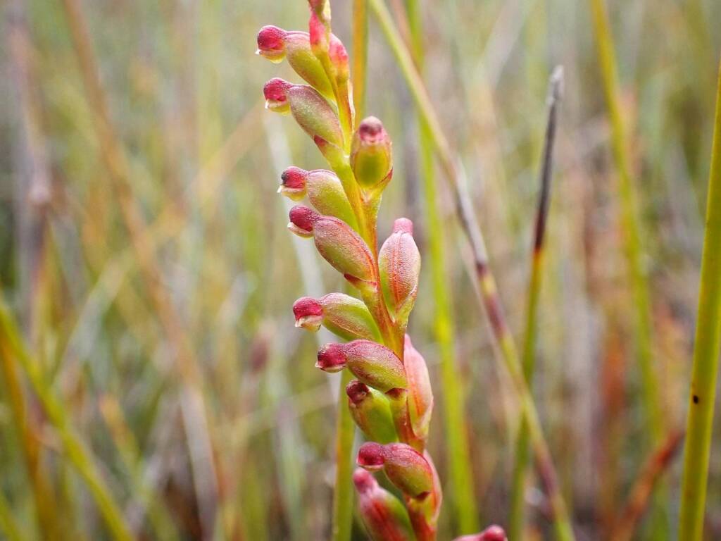 Microtis cupularis (Cupped Mignonette Orchid), Great Southern Region WA © Terry Dunham