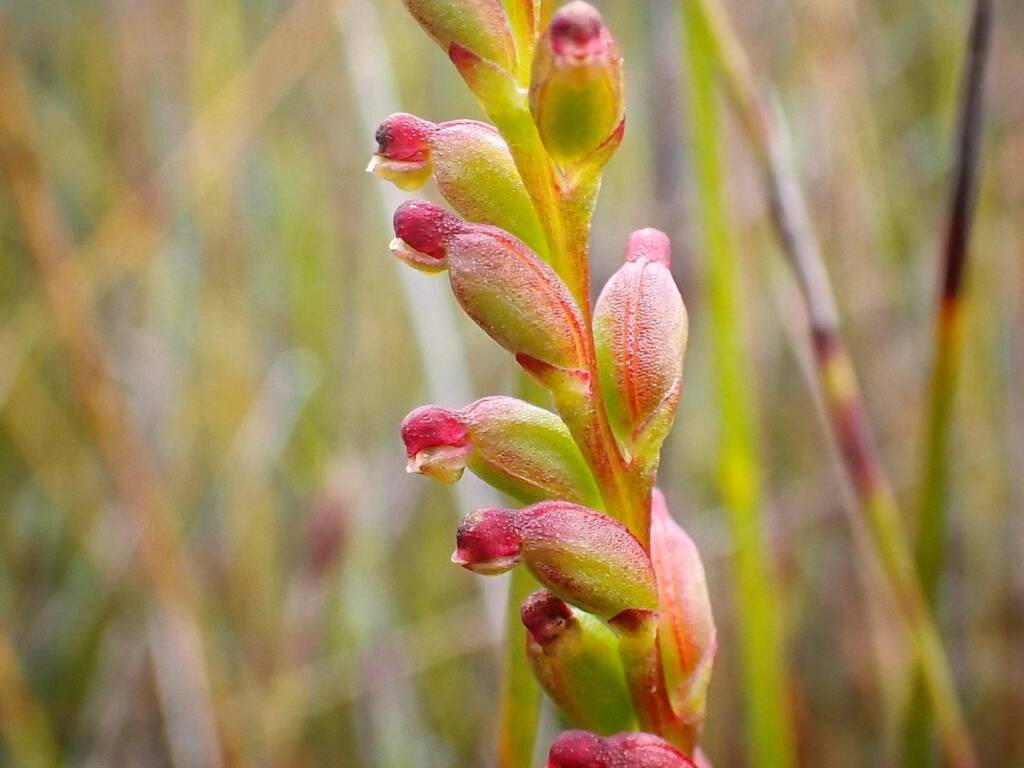 Microtis cupularis (Cupped Mignonette Orchid), Great Southern Region WA © Terry Dunham