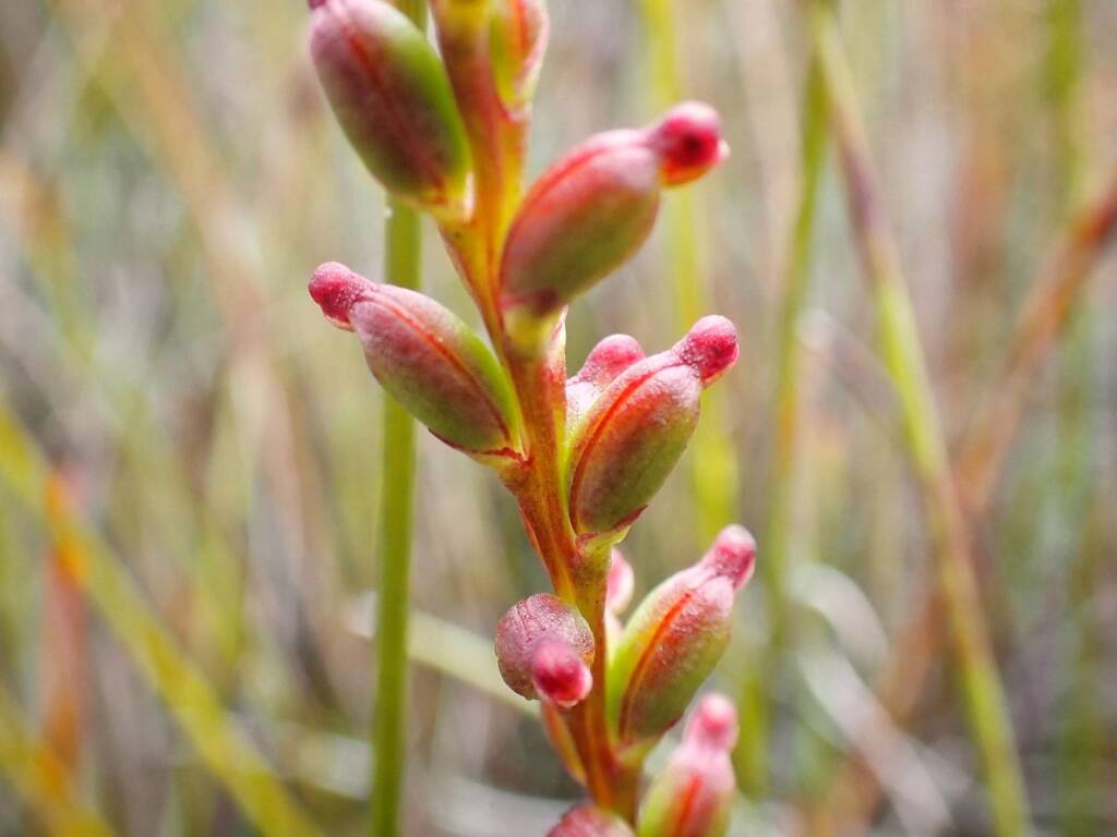 Microtis cupularis (Cupped Mignonette Orchid), Great Southern Region WA © Terry Dunham