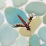 Mydas Fly (genus Miltinus), Alice Springs NT