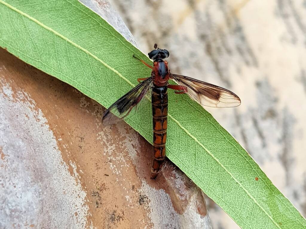 Mydas Fly (genus Miltinus), Alice Springs NT