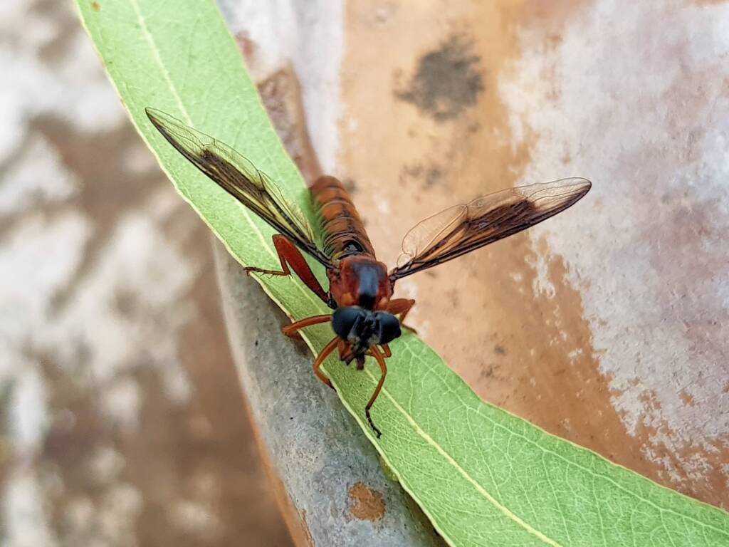 Mydas Fly (genus Miltinus), Alice Springs NT