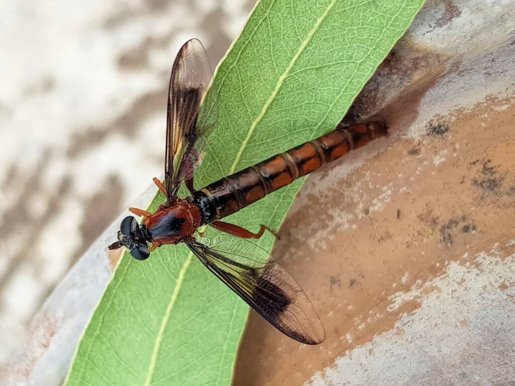 Mydas Fly (genus Miltinus), Alice Springs NT