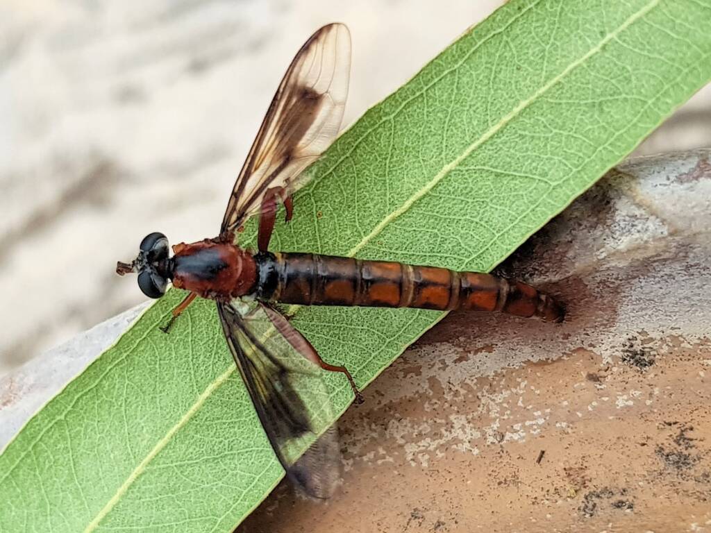 Mydas Fly (genus Miltinus), Alice Springs NT