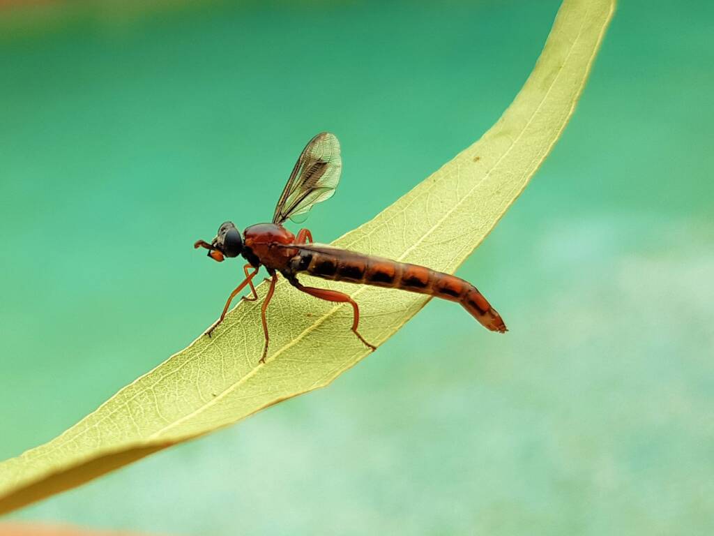 Mydas Fly (genus Miltinus), Alice Springs NT