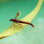 Mydas Fly (genus Miltinus), Alice Springs NT