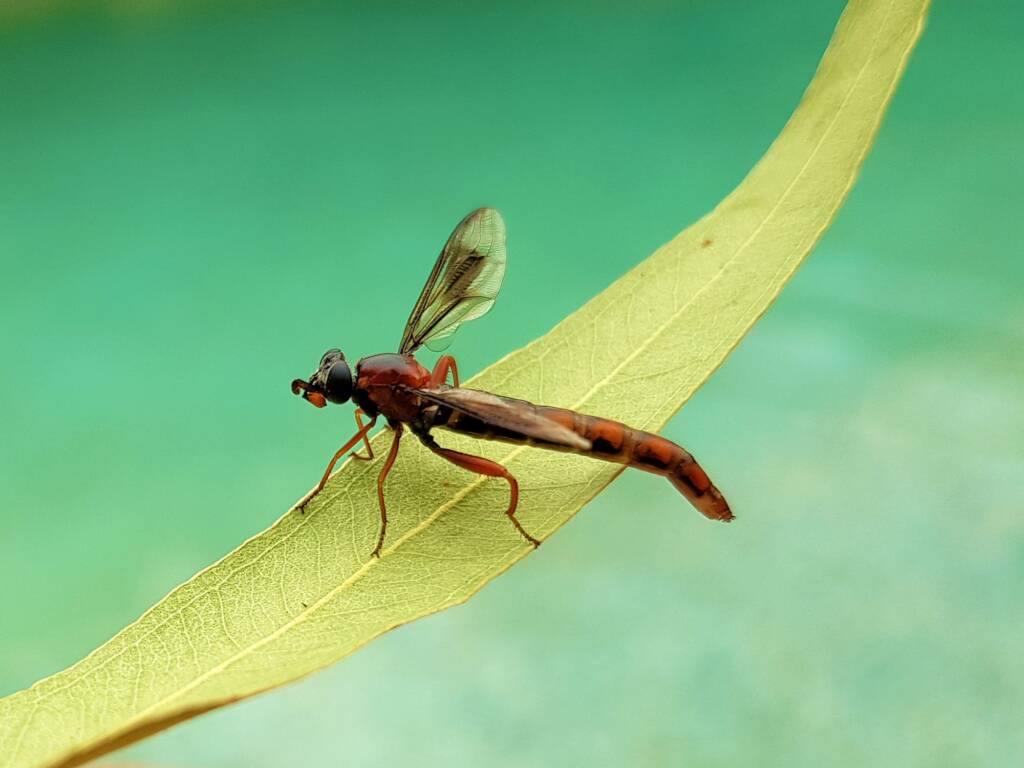 Mydas Fly (genus Miltinus), Alice Springs NT