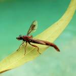 Mydas Fly (genus Miltinus), Alice Springs NT