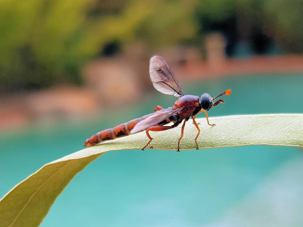 Mydas Fly (genus Miltinus), Alice Springs NT