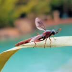Mydas Fly (genus Miltinus), Alice Springs NT