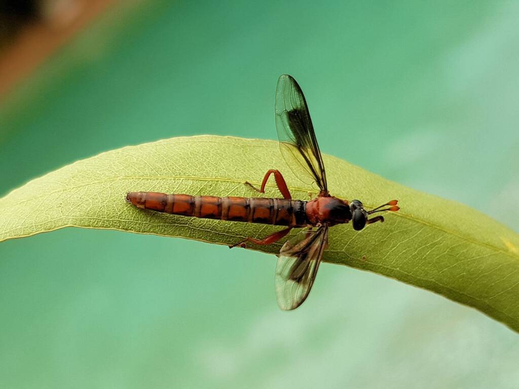 Mydas Fly (genus Miltinus), Alice Springs NT