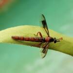 Mydas Fly (genus Miltinus), Alice Springs NT