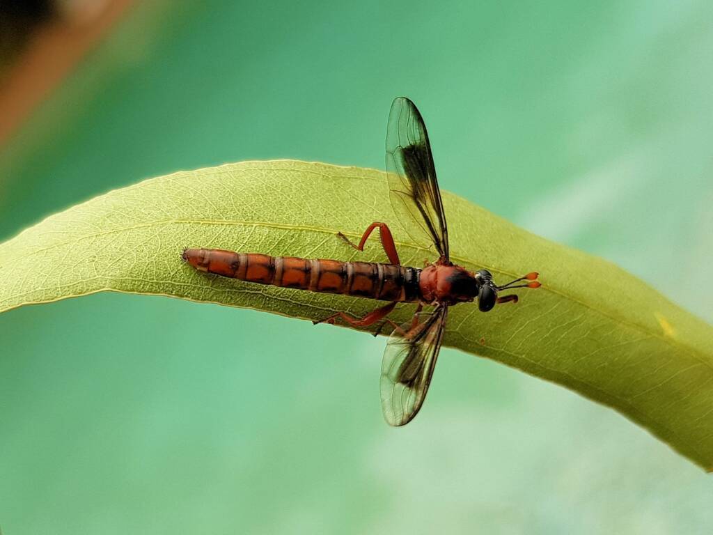 Mydas Fly (genus Miltinus), Alice Springs NT
