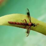 Mydas Fly (genus Miltinus), Alice Springs NT
