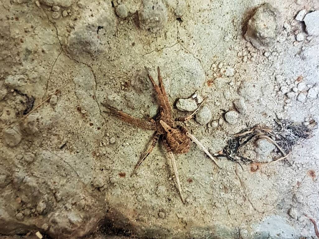 family Miturgidae, genus Elassoctenus spp, Alice Springs NT
