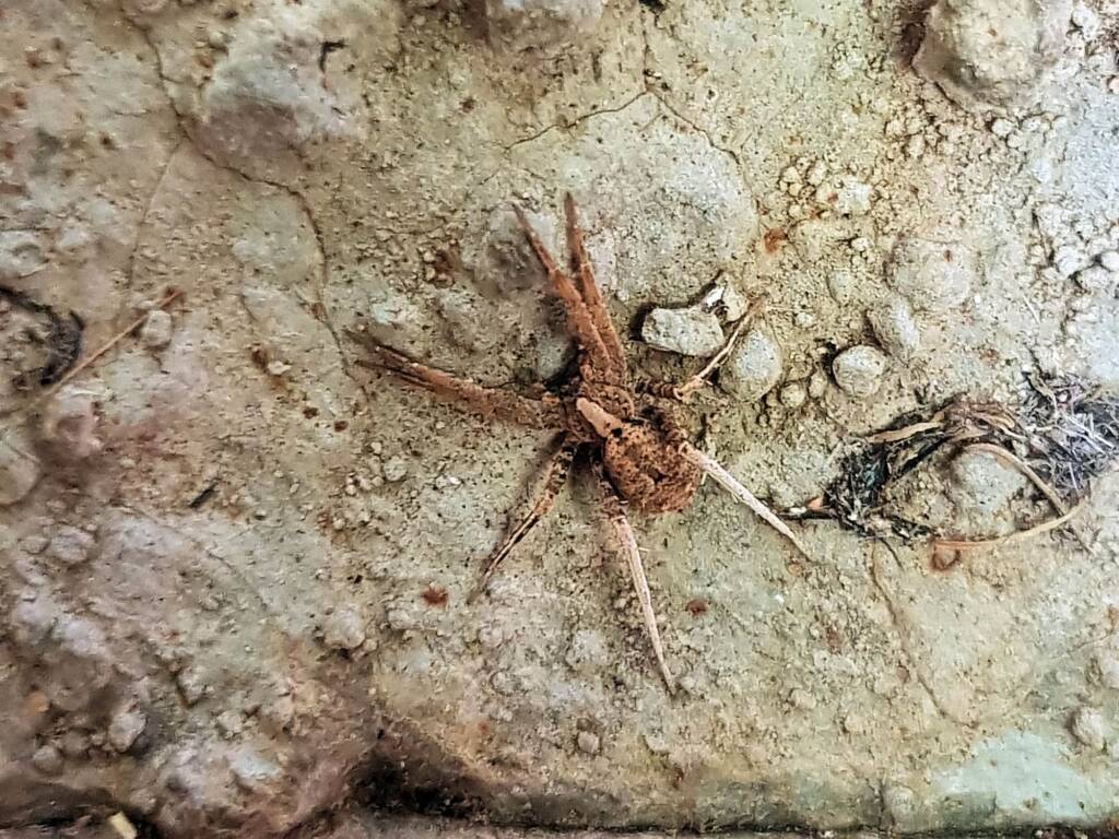 family Miturgidae, genus Elassoctenus spp, Alice Springs NT
