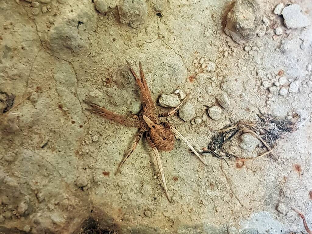 family Miturgidae, genus Elassoctenus spp, Alice Springs NT