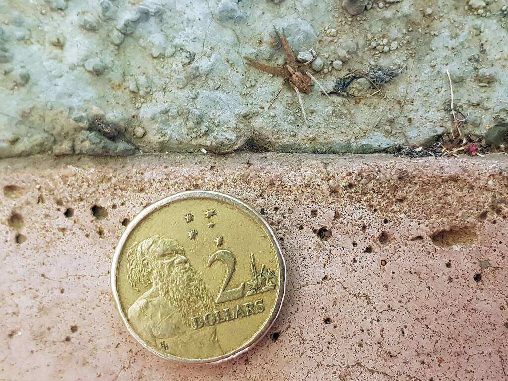 family Miturgidae, genus Elassoctenus spp, Alice Springs NT
