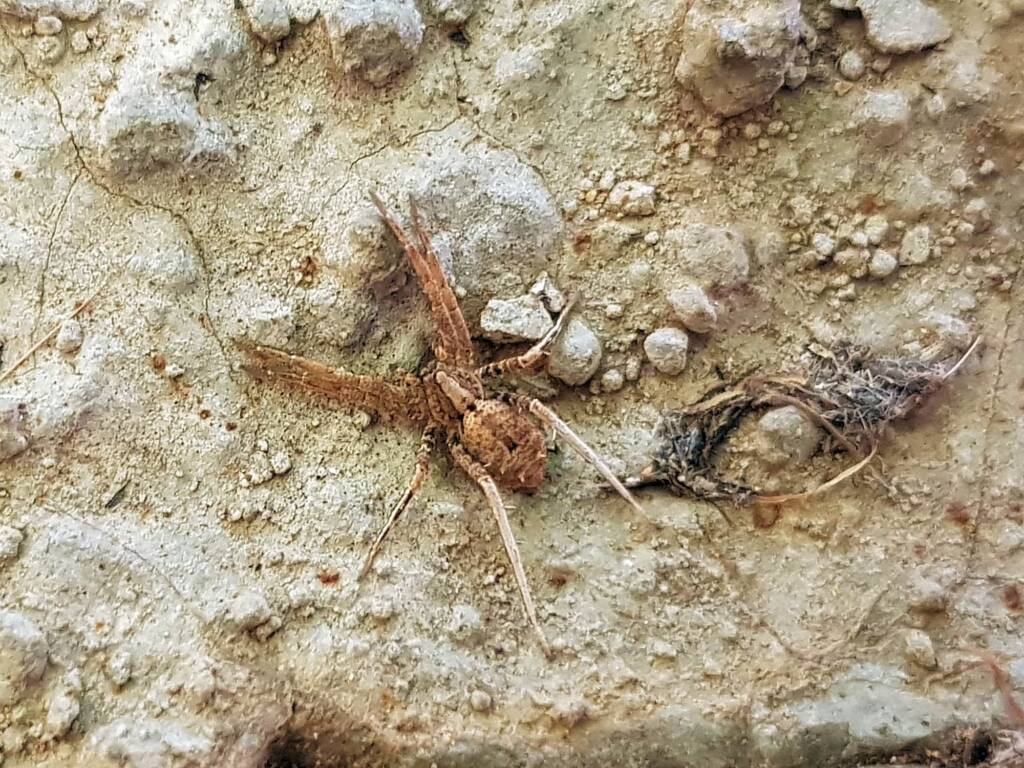 family Miturgidae, genus Elassoctenus spp, Alice Springs NT