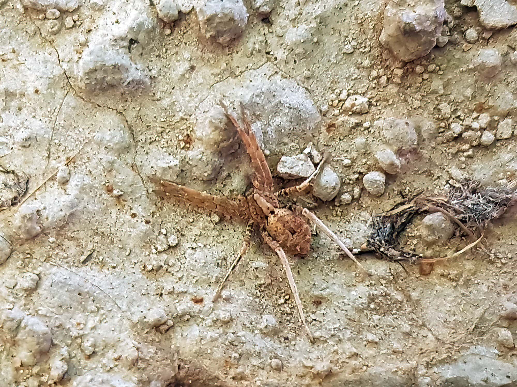 family Miturgidae, genus Elassoctenus spp, Alice Springs NT